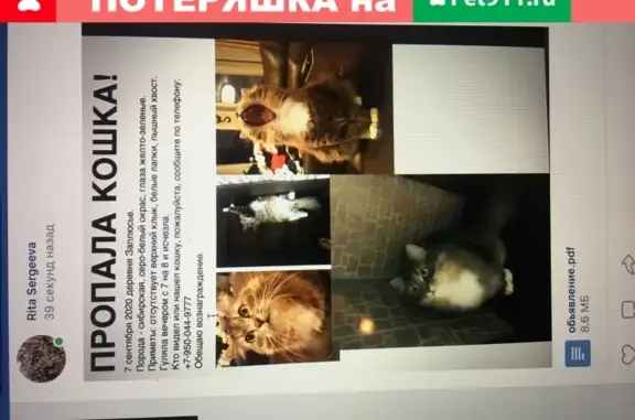 Пропала сибирская кошка в Заплюсье, Псковская область