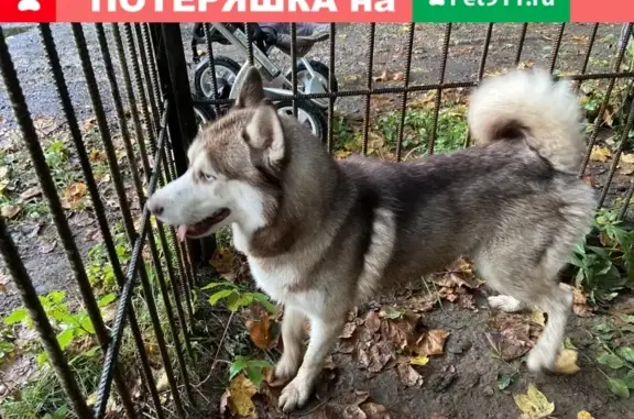 Найден пёс в Мытищах, деревня Коргашино