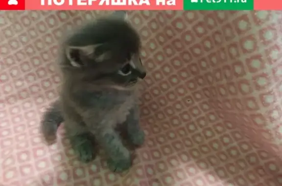 Дарим котят в Коммунарке, Москва