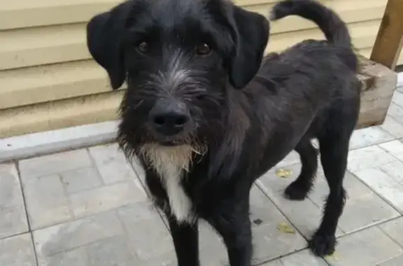 Найден пес-подросток в селе Краснореченское