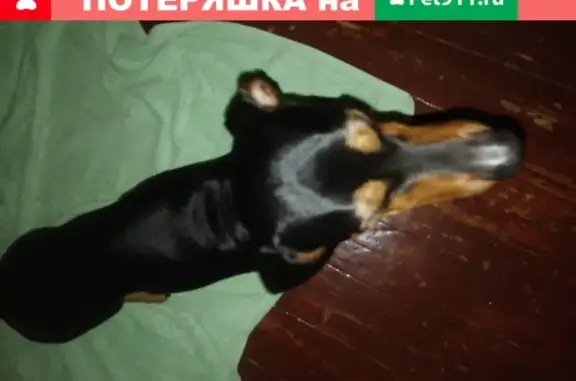 Собака Такса найдена в Химках на ул. Тюкова, 14