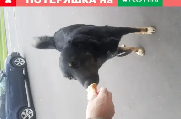 Найдена собака на ул. Ангарская 37