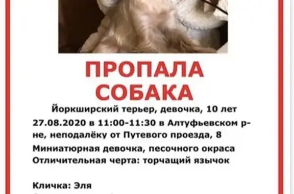 Пропала собака в Москве, Бибирево: Йоркширский терьер «Эля», 10 лет.