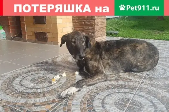 Найдена собака на ул. Ягодинская