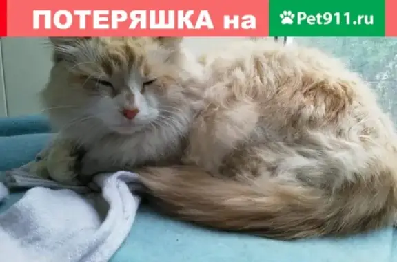 Найдена кошка на Алтуфьевском шоссе, Москва