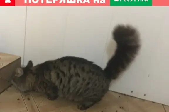 Найден ласковый кот на Лухмановской, 17