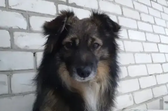 Объявления о пропавших и найденных животных, Нижний Новгород, фото: Пропала собака Филя на ул. 1-я Оранжерейная, 30а в Нижнем Новгороде