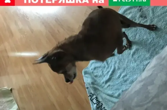 Собака Той терьер найдена в Казани