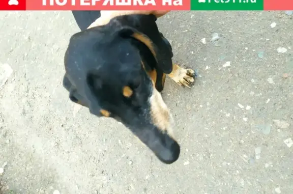 Найдена собака породы Такса на 24-й Северной и 11 Амурской в Омске