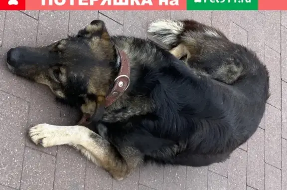 Найдена собака около магазина Глобус на Новой Риге