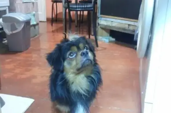 Собака найдена на Шишковке возле кафе Будамшуу, Улан-Удэ.