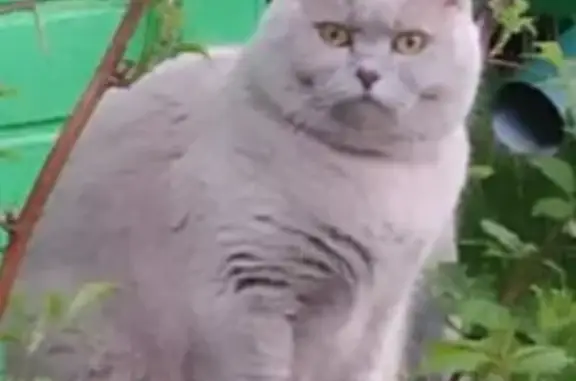 Пропала кошка в Солнечногорске, награда за находку