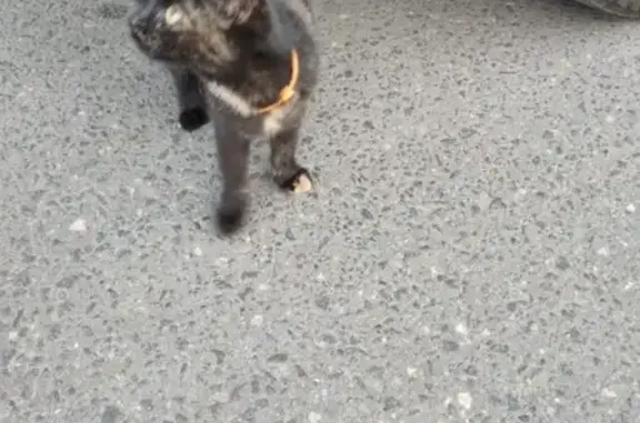 Найдена кошка с ошейником на парковке Глобус