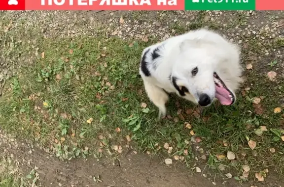Собака найдена в Подольске, похожа на австралийскую овчарку.