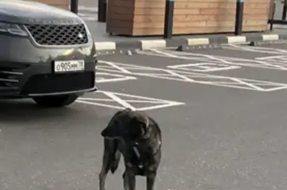 Собака на парковке Мега ИКЕА Парнас, СПб.