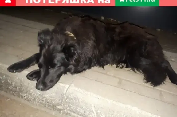 Найдена собака на улице Семашко в Саранске