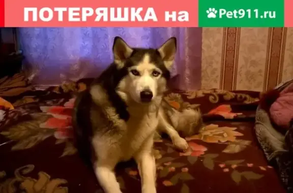 Пропала собака в Шатуре, Московская область