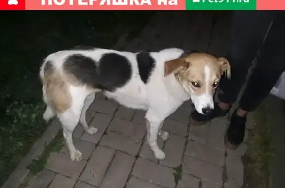 Найдена собака с травмой лапы у магазина Магнит, деревня Нефедьево, Московская область.