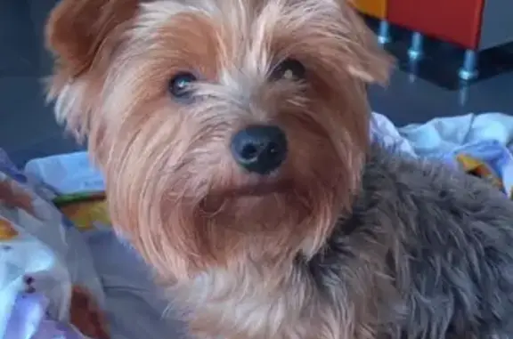 Собака найдена в Зеленограде, Москва