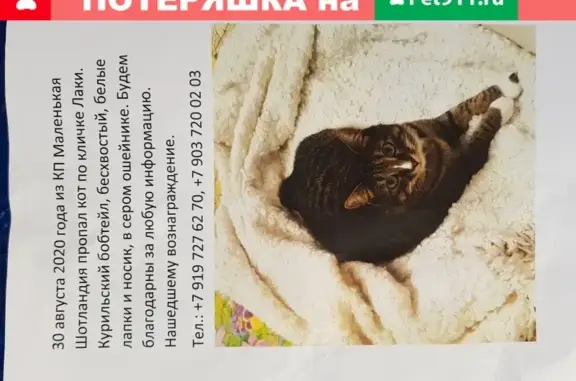 Пропала кошка Лаки в Маленькой Шотландии, Светлая улица, 5