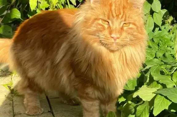 Пропал стерилизованный кот в Красной Пахре, вознаграждение 30 тыс.