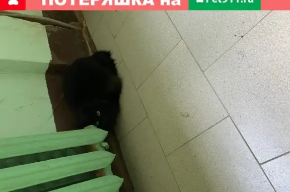 Найден пушистый кот в районе Филевского Парка, Москва, Минская улица, 16к1