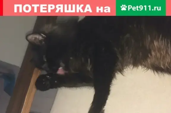Пропала кошка на ул. Лососинская 9, Петрозаводск