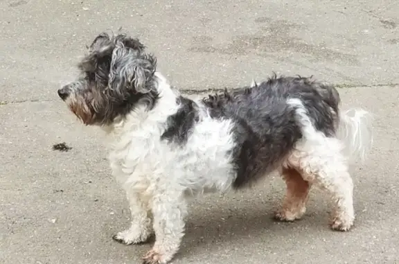 Найдена потерявшаяся собака на улице Турку 9к5