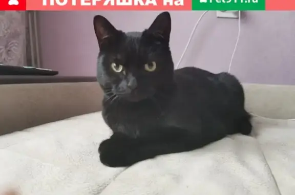 Найдена кошка на ул. Пограничника Гарькавого