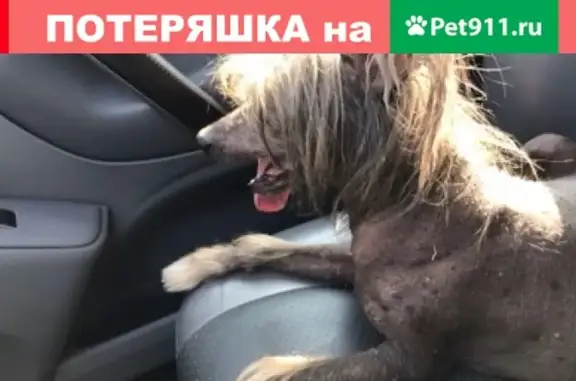 Найдена собака: ул. 206 Стрелковой дивизии, напротив Масловского клуба