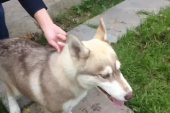 Найден щенок хаски в деревне Федурново, звоните хозяевам