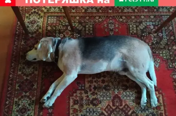 Пропала собака в лесу за полигоном Кольцово, черепахового окраса, возраст 10 лет.