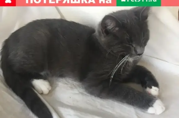 Пропала кошка в Москве - молодой серый кот с галстучком