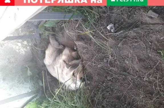 Пропала собака в селе Федино, Московская область