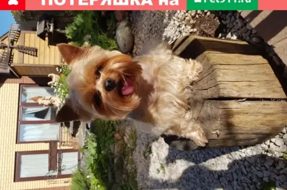 Пропала собака породы ерк на ул. Вишневая, Оренбургский район