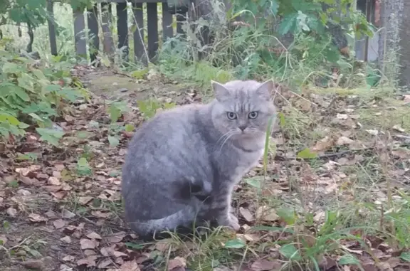 Найдена кошка в СНТ Родник, Владимирская область