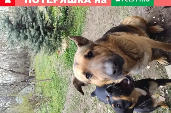 Пропали 2 собаки в Балашихе, район Кучино