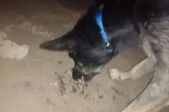 Собака найдена возле магазина Окей в Сипайлово