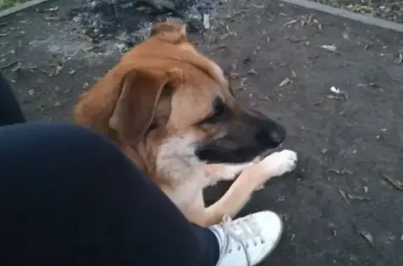 Найден пёс у Борисовских прудов, Москва