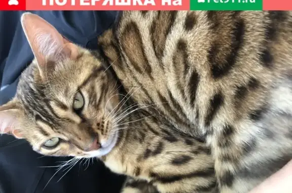 Пропала кошка в Севастополе, ул. Ковалевского, 11