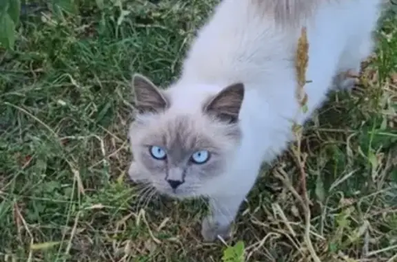Найдена кошка в селе Никольское, Белгородская область