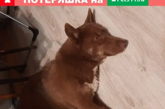 Найдена собака в Калининградской области, ищем хозяина!