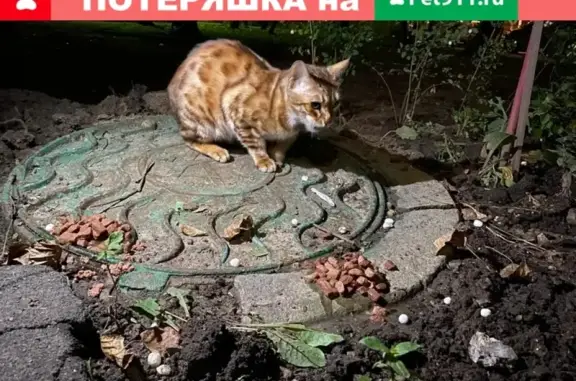 Найден бенгальский котик в Солнцево, Москва
