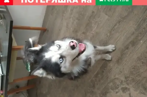 Найдена собака на Российской, 40