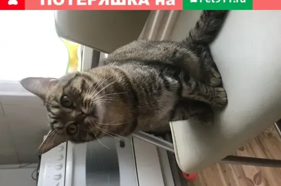 Кошки потеряшки, Ижевск, фото: Потеряшка кошка СЭМ в Ижевске