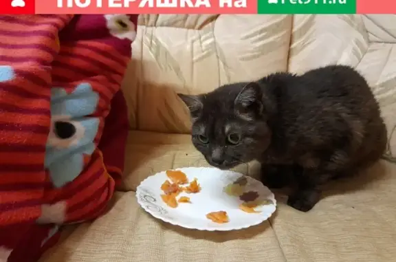 Кошки потеряшки, Владивосток, фото: Потеряшка кошка на острове Русский, Владивосток.