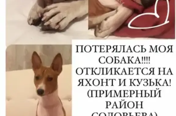Пропала собака Яхонт/Kузька, ул. Соловьёва 25, Йошкар-Ола