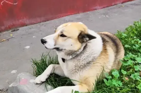 Найдена собака у дома № 9/11, 4-ая ул. Марьиной Рощи, Москва.