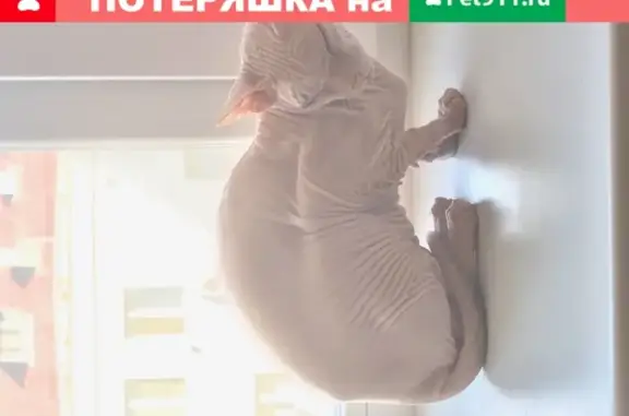 Кошка-Сфинкс найдена на улице Льва Толстого (Самара)