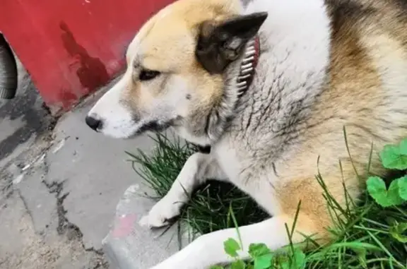Найдена собака на 4-й улице Марьиной Рощи (фото)